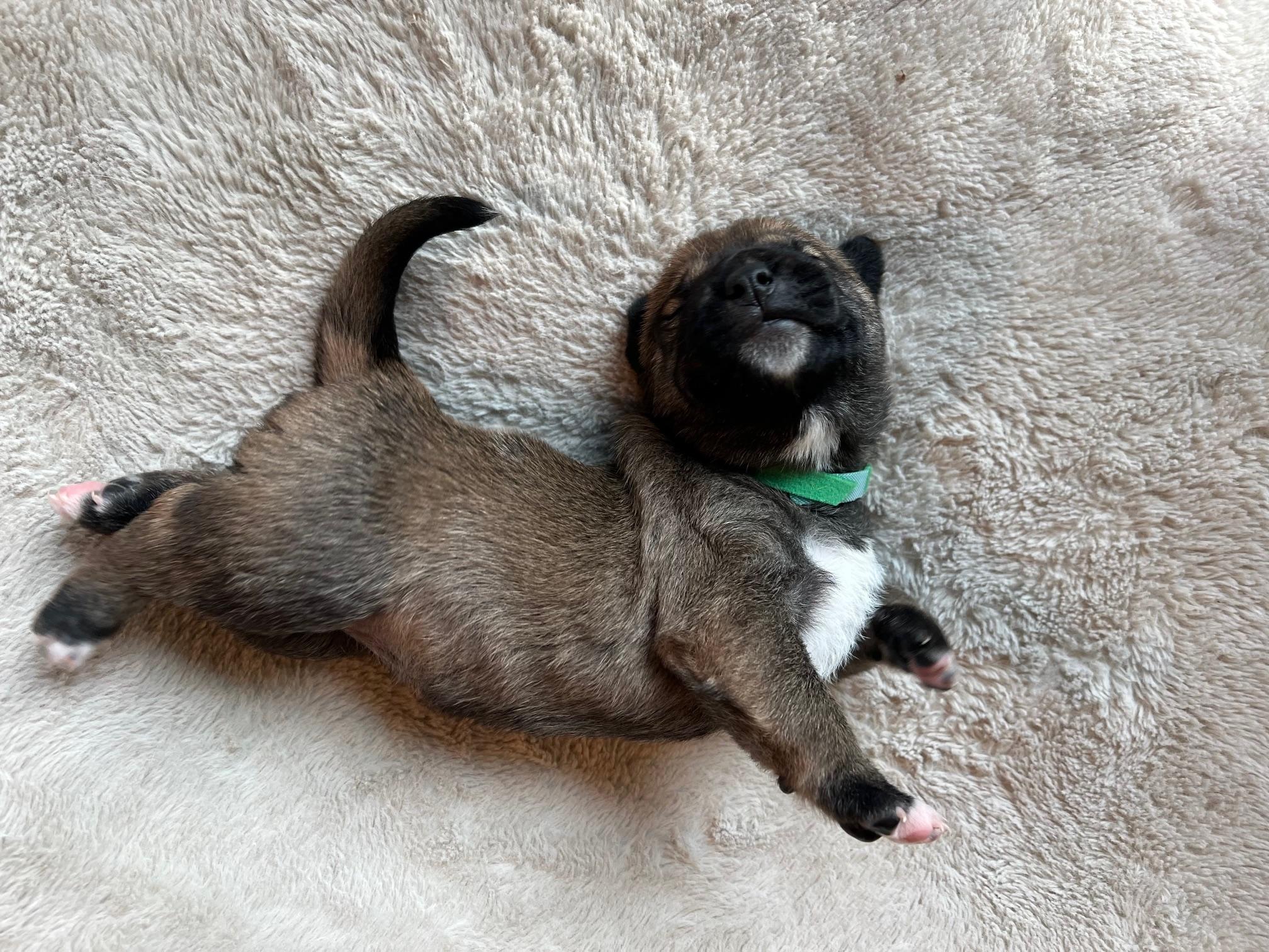 Enlarge Greta, a ADOPTABLE mixed breed in Carrollton, TX image 5/5