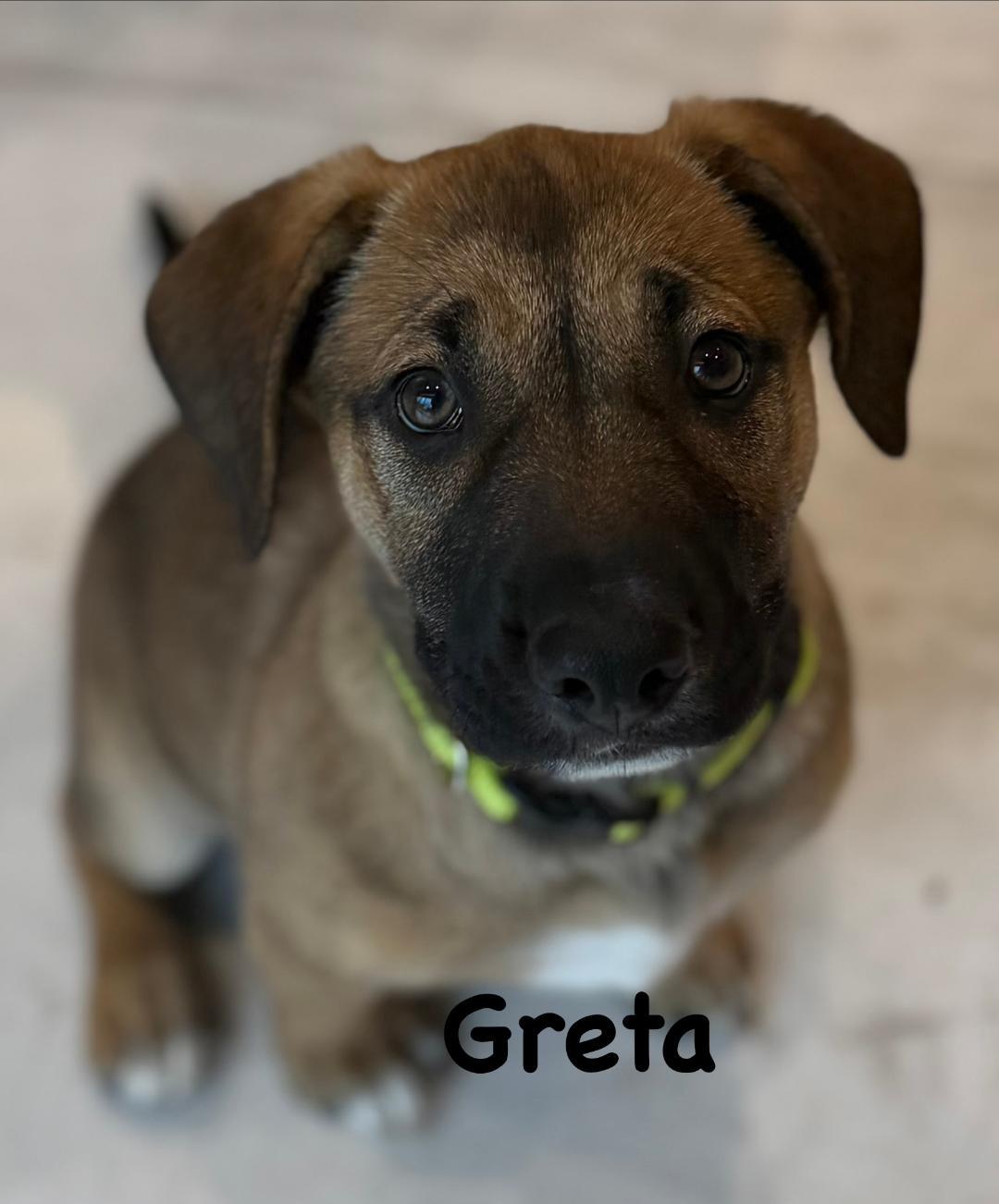 Enlarge Greta, a ADOPTABLE mixed breed in Carrollton, TX image 1/5