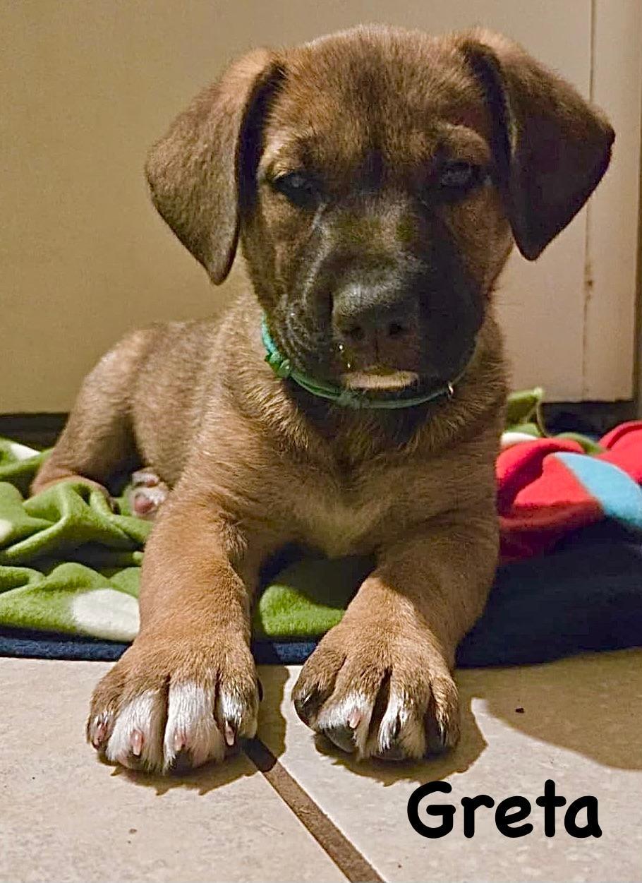 Enlarge Greta, a ADOPTABLE mixed breed in Carrollton, TX image 3/5