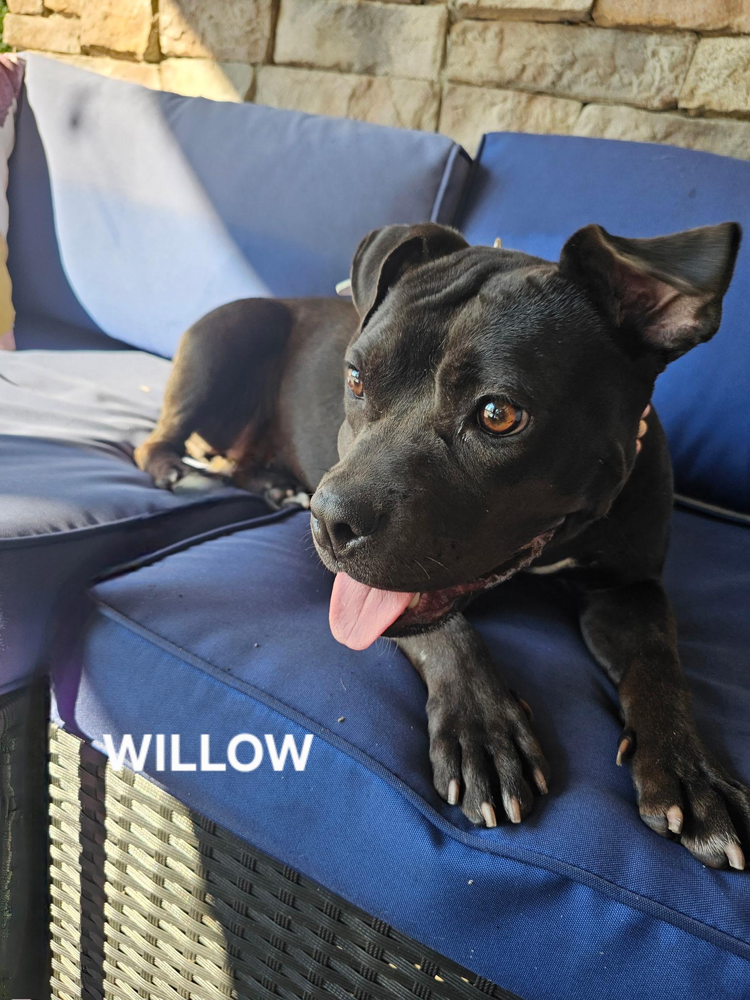 Willow