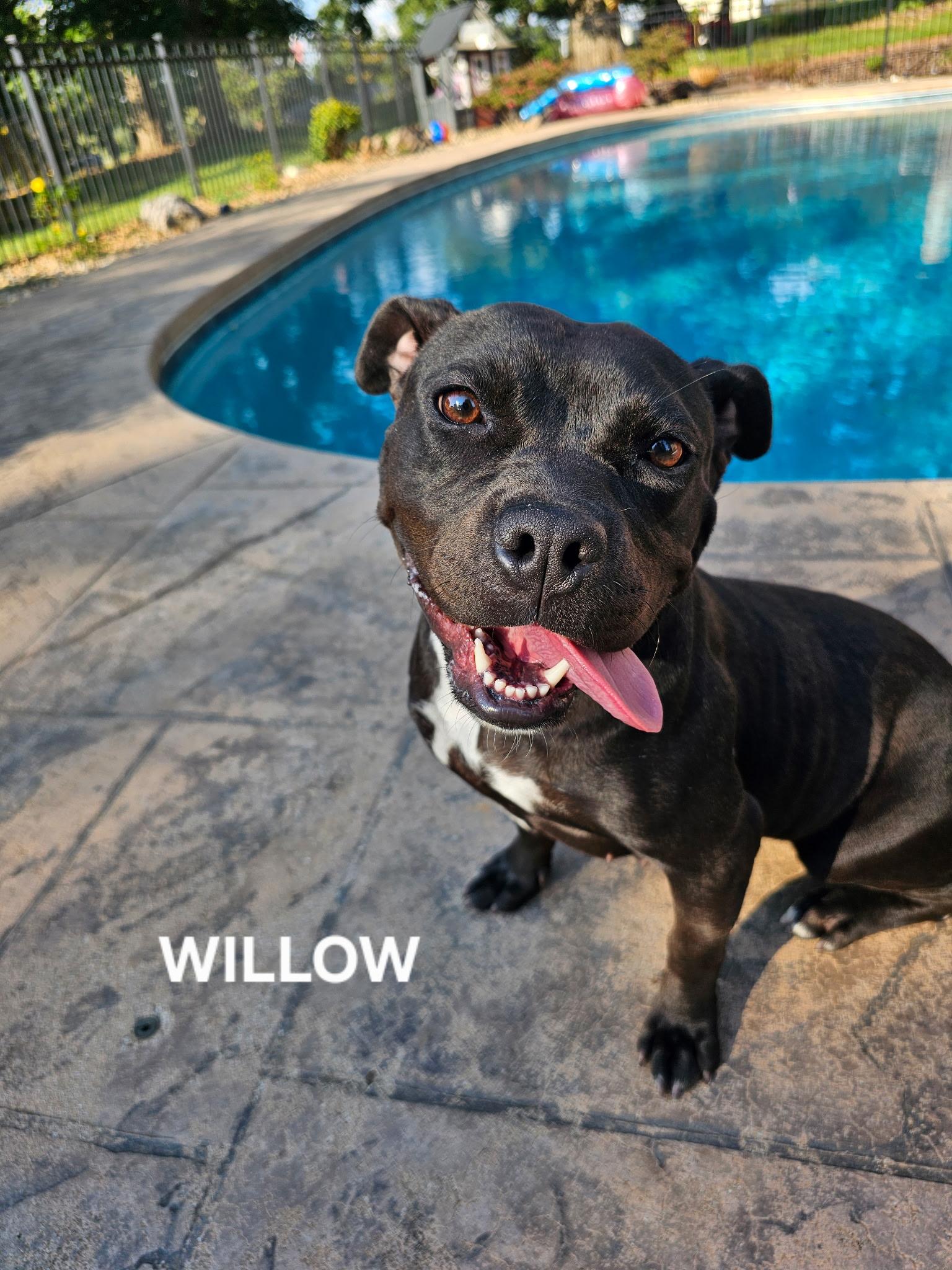 Willow