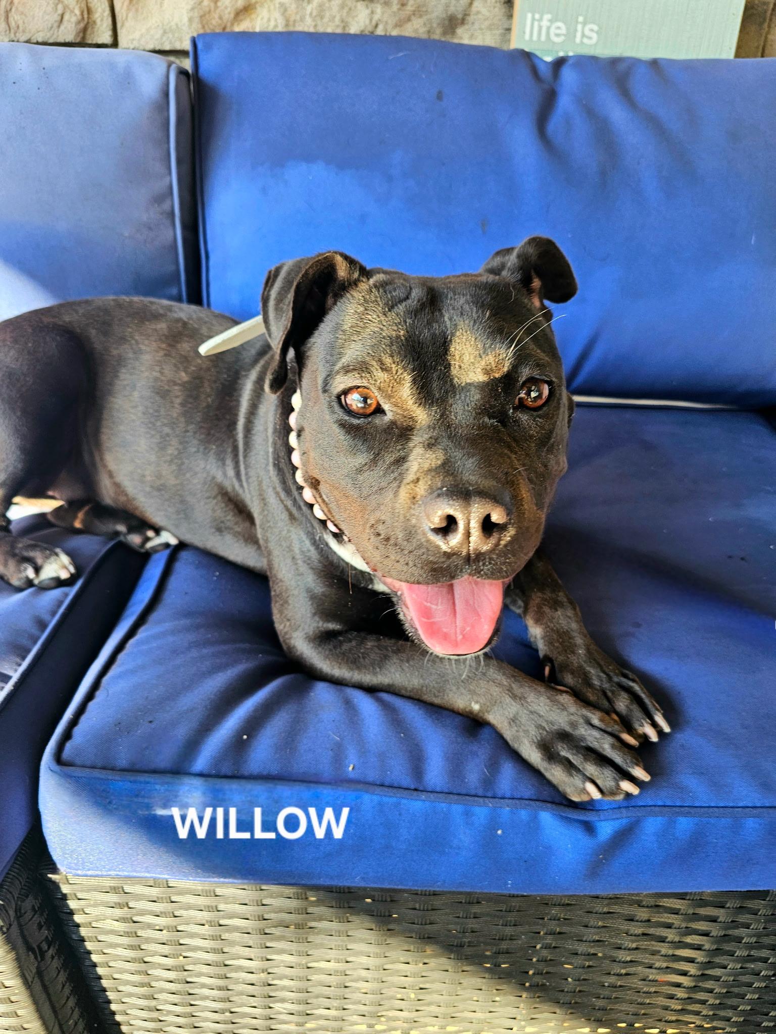 Willow