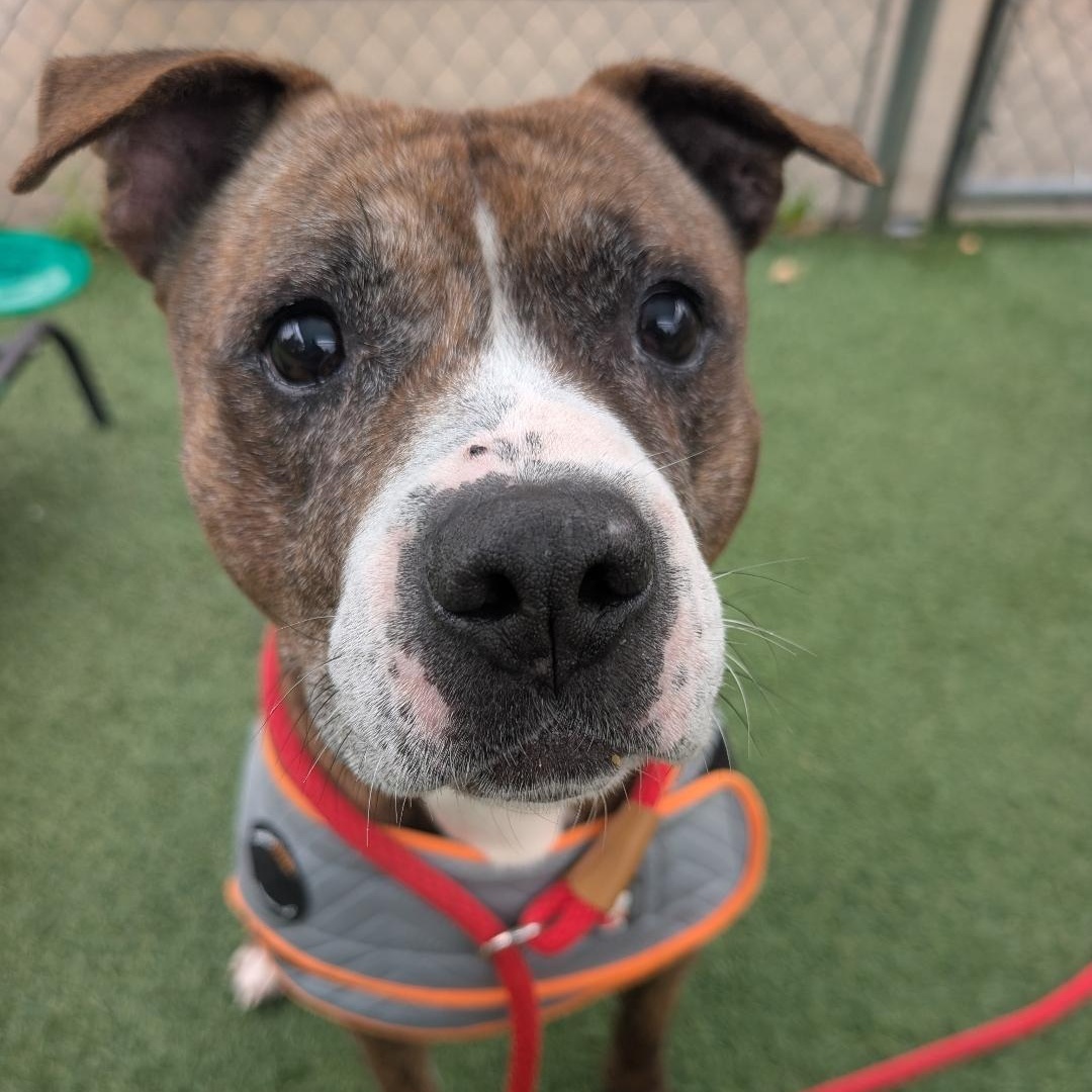 PENNY, Adult Male Mixed Breed