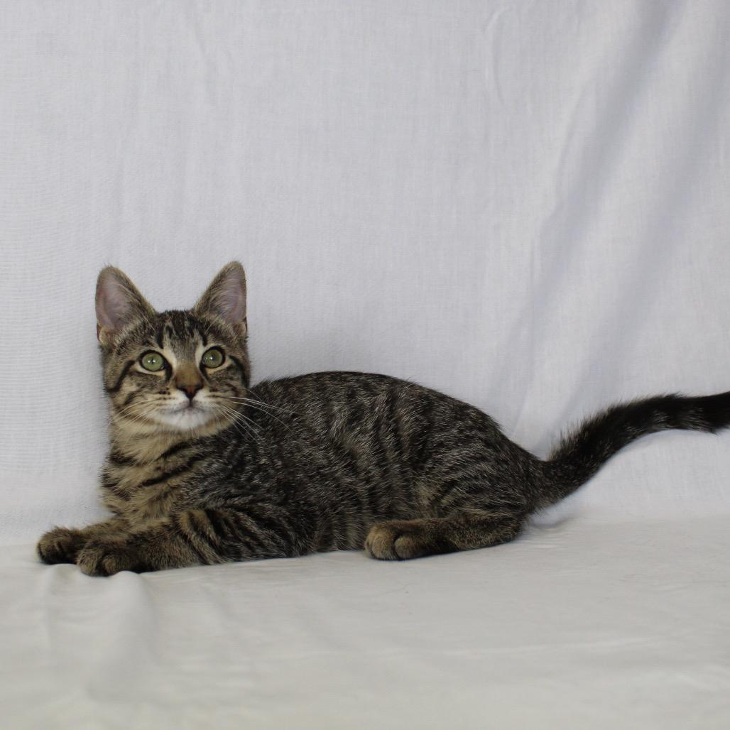 Enlarge Milo (Formerly Kingpin), a Adoptable Domestic Short Hair in Webster, TX image 1/5