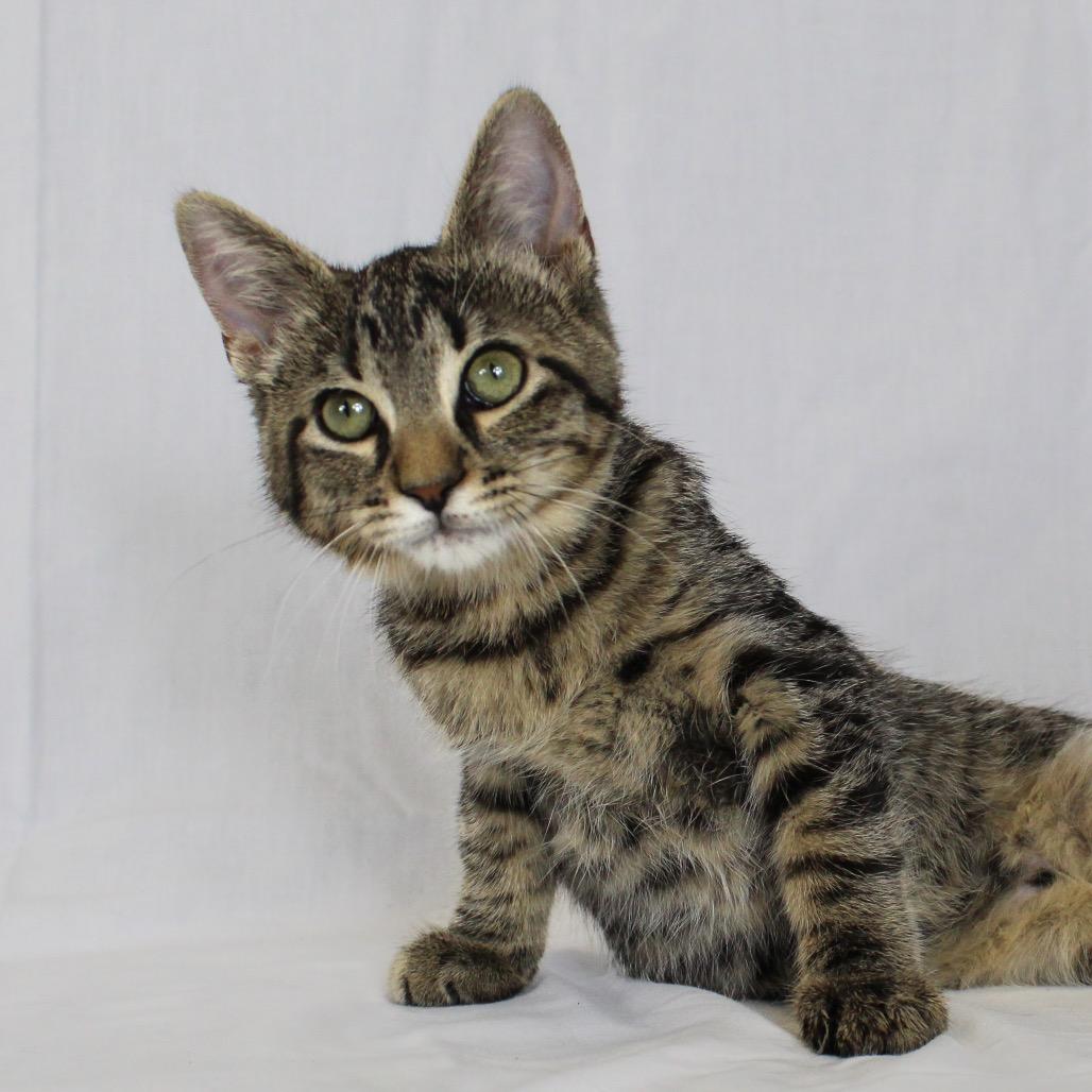 Enlarge Milo (Formerly Kingpin), a Adoptable Domestic Short Hair in Webster, TX image 2/5