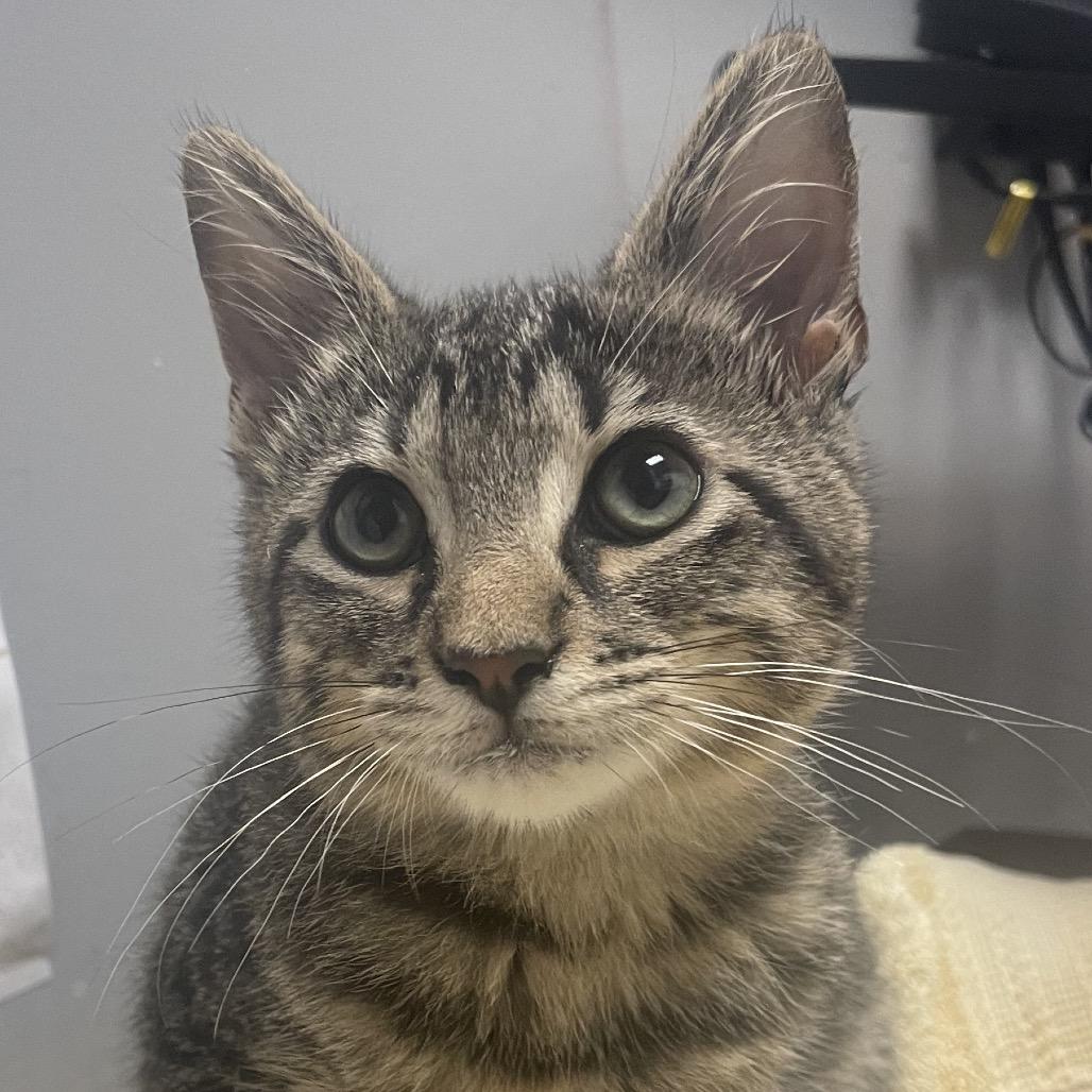 Enlarge Milo (Formerly Kingpin), a Adoptable Domestic Short Hair in Webster, TX image 3/5