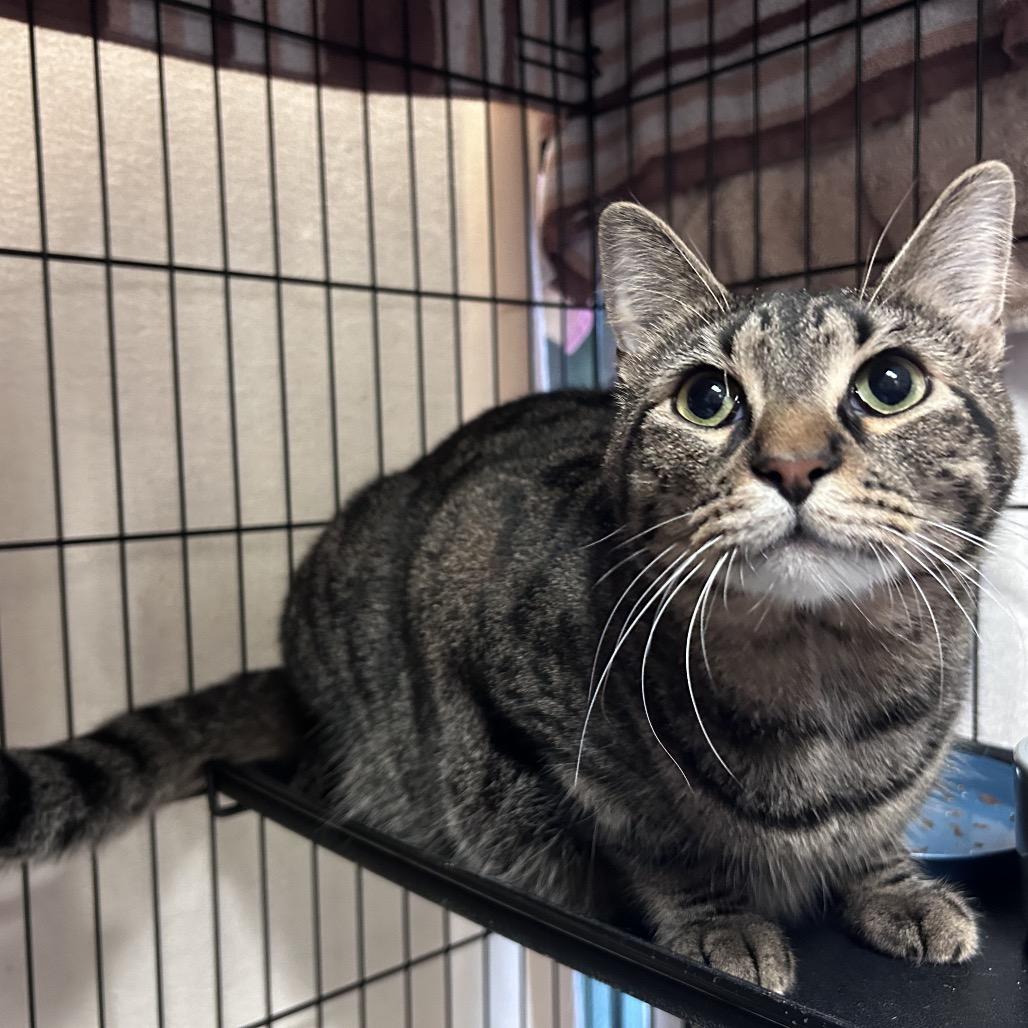 Enlarge Milo (Formerly Kingpin), a Adoptable Domestic Short Hair in Webster, TX image 4/5
