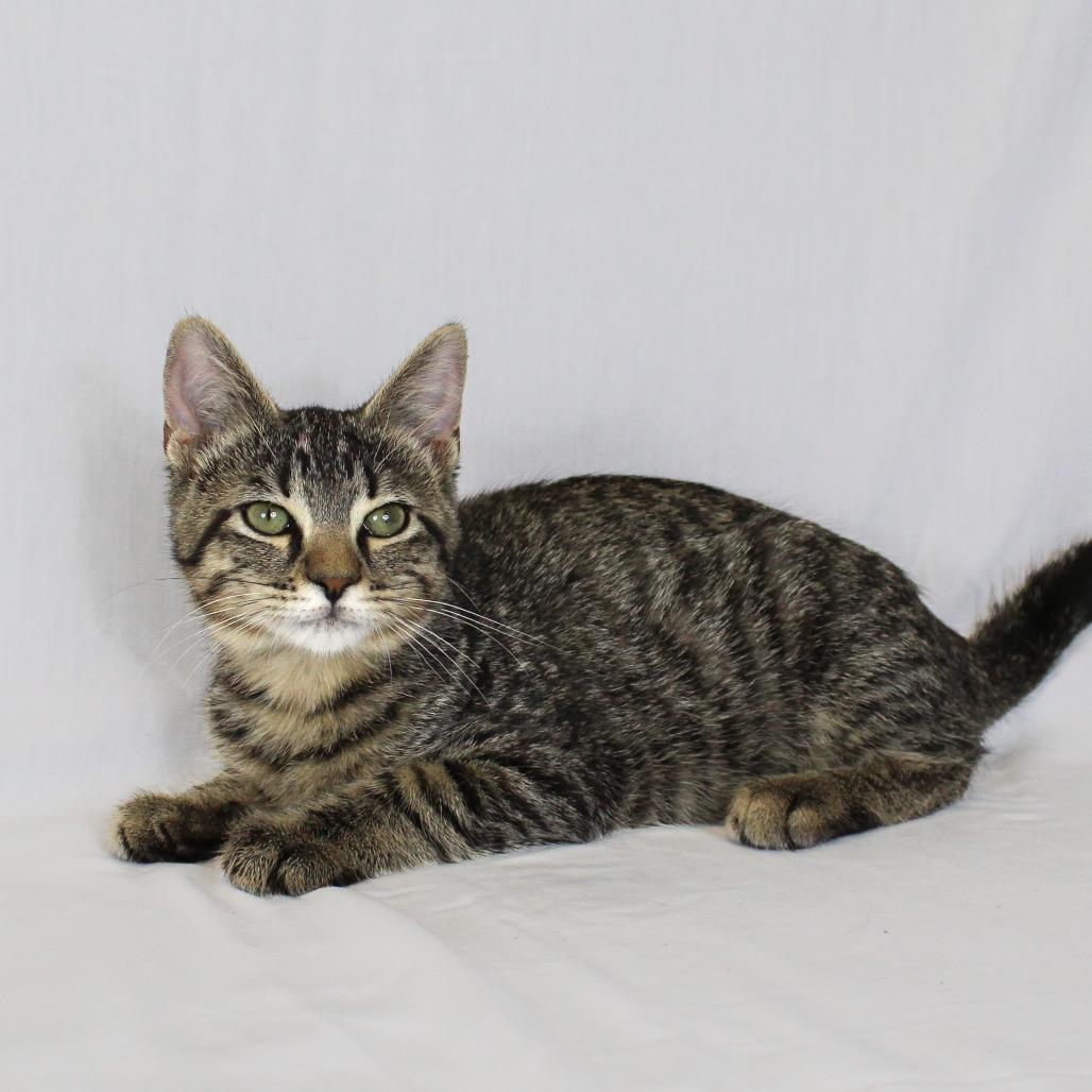Enlarge Milo (Formerly Kingpin), a Adoptable Domestic Short Hair in Webster, TX image 5/5