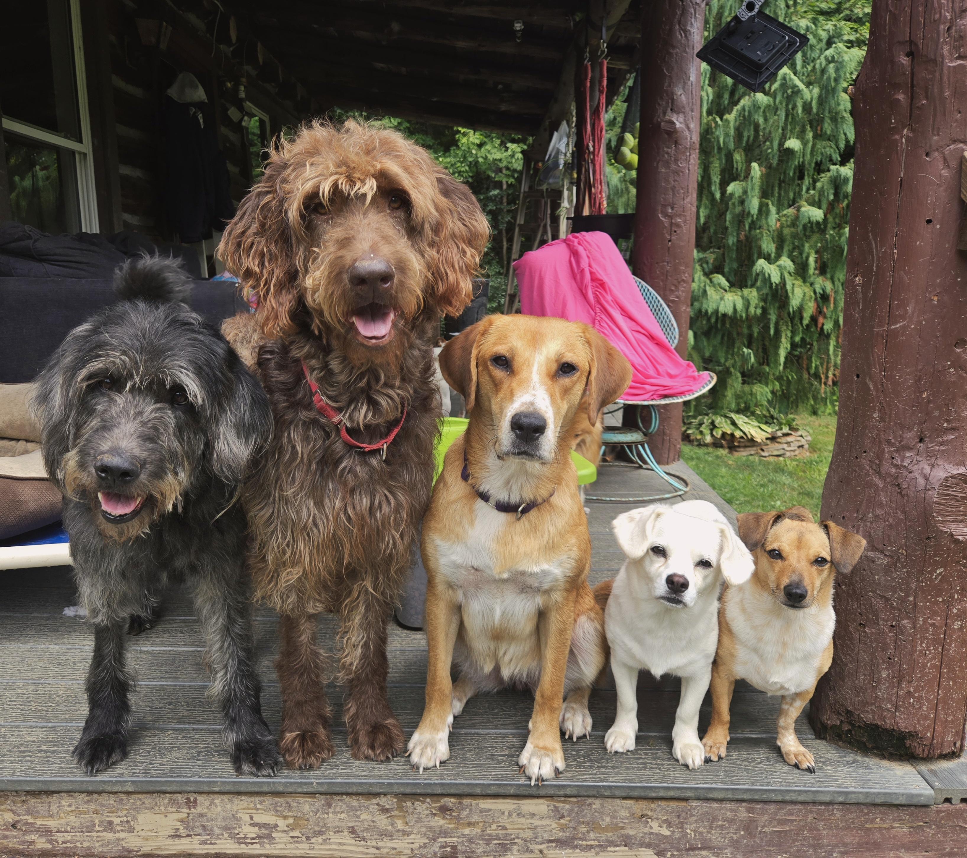 Luke, an adoptable Labradoodle, Poodle in Friendship, NY, 14739 | Photo Image 1