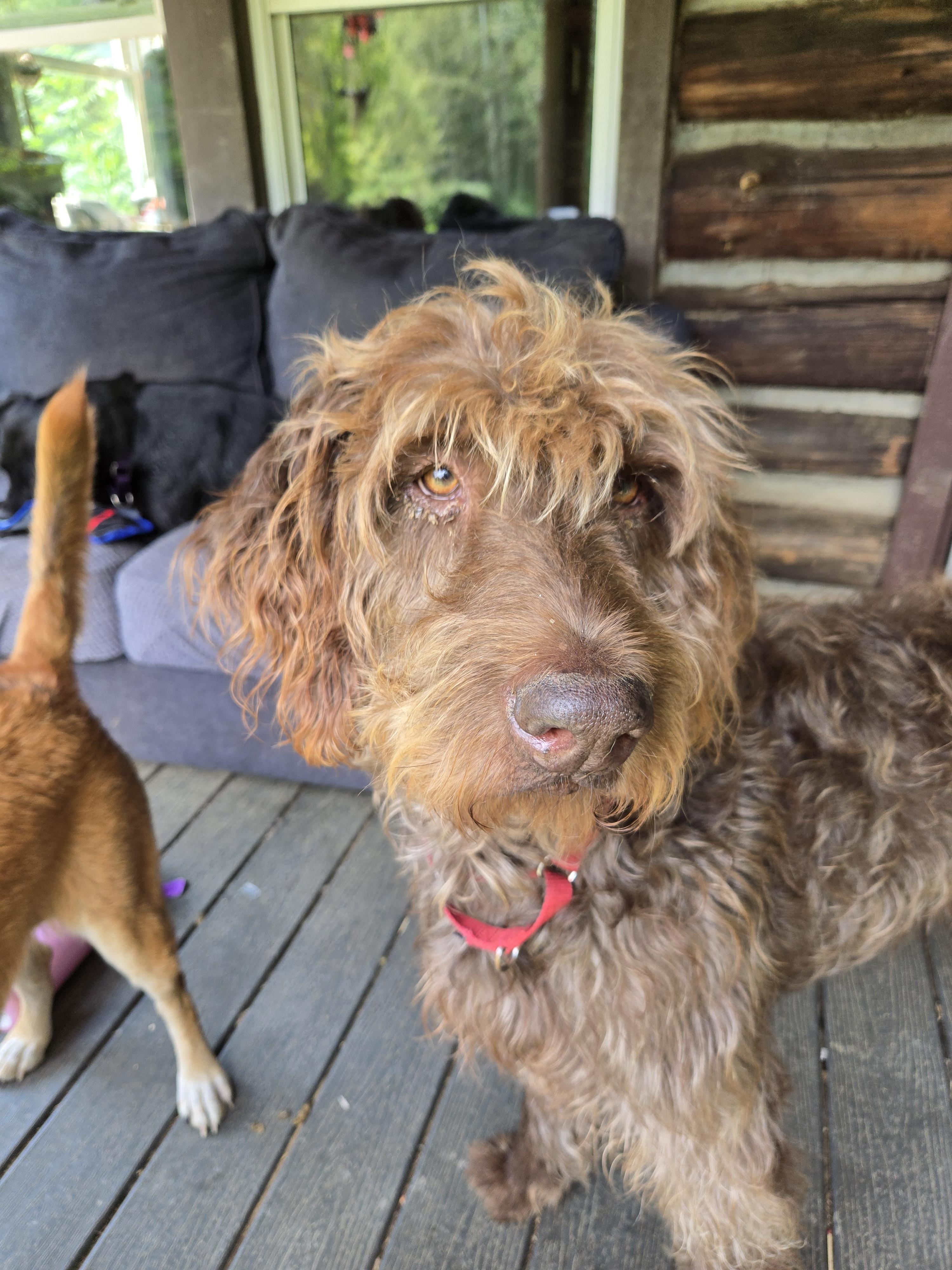 Luke, an adoptable Labradoodle, Poodle in Friendship, NY, 14739 | Photo Image 3