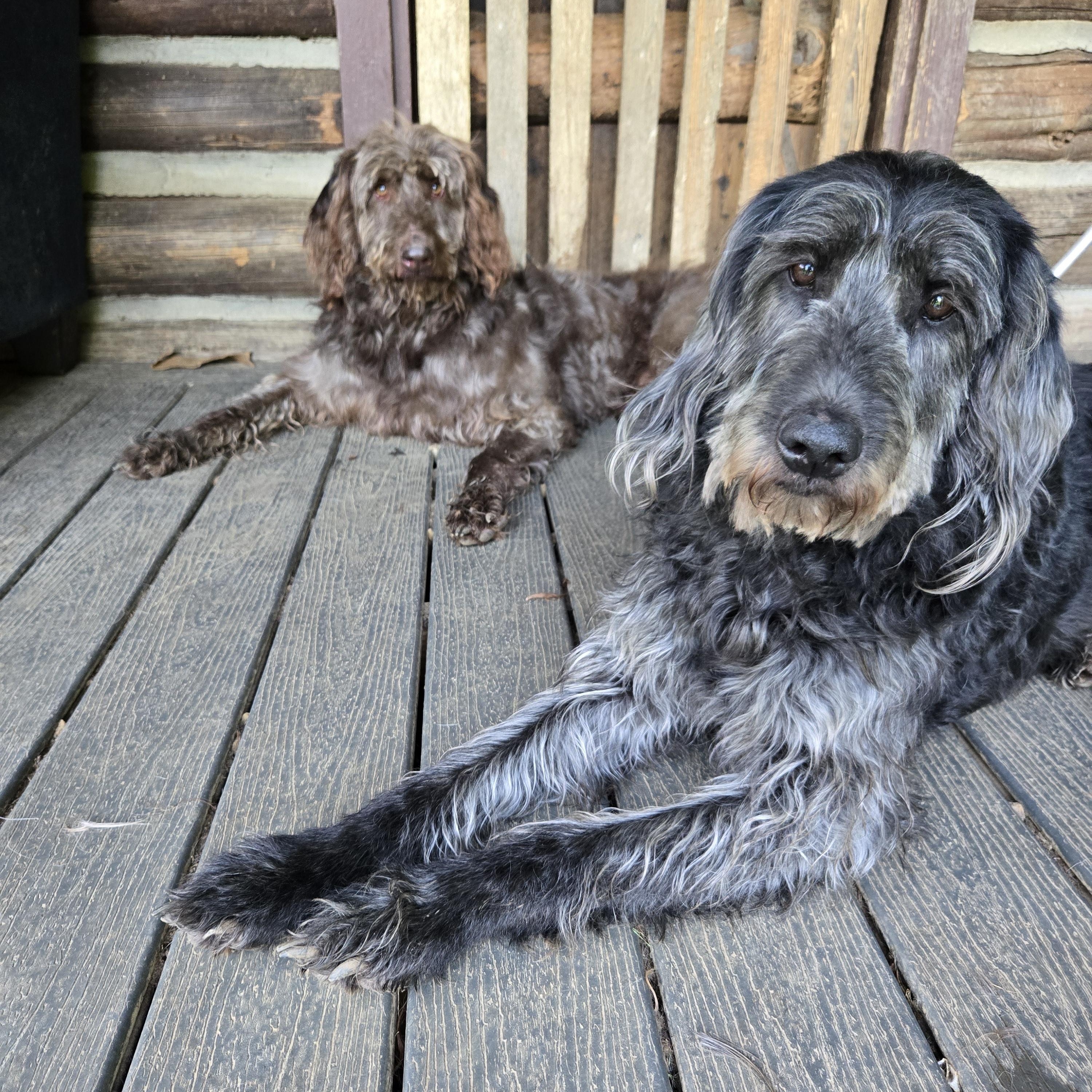 Luke, Adult Male Labradoodle