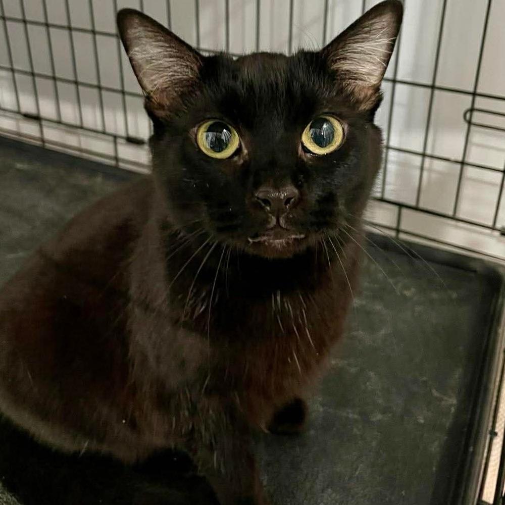 Trix, a Adoptable Domestic Short Hair in Fairmont, WV image 1/2