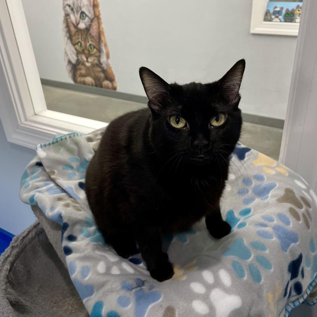 Trix, a Adoptable Domestic Short Hair in Fairmont, WV image 2/2