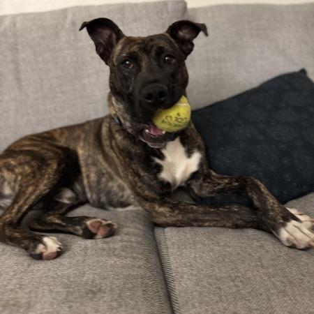 Enlarge Patriot - In foster!, a Adoptable Mixed Breed in Flagstaff, AZ image 1/6