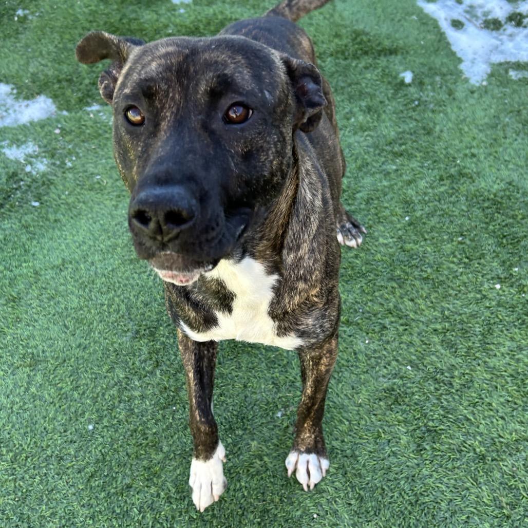 Patriot - In foster!, Adoptable, Adult Male Mixed Breed.