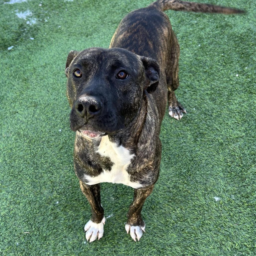 Enlarge Patriot - In foster!, a Adoptable Mixed Breed in Flagstaff, AZ image 3/6