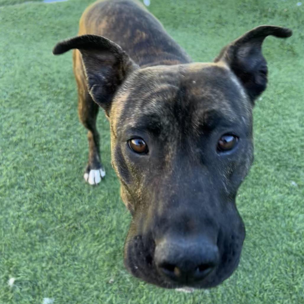 Enlarge Patriot - In foster!, a Adoptable Mixed Breed in Flagstaff, AZ image 4/6