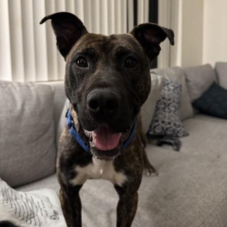 Enlarge Patriot - In foster!, a Adoptable Mixed Breed in Flagstaff, AZ image 5/6