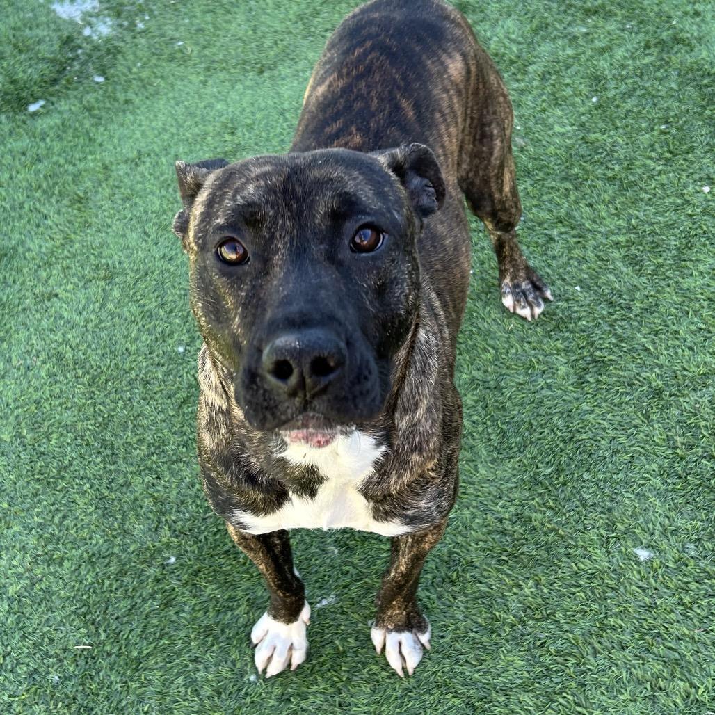 Enlarge Patriot - In foster!, a Adoptable Mixed Breed in Flagstaff, AZ image 6/6