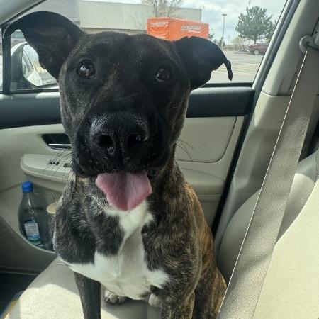 Enlarge Patriot - In foster!, a Adoptable Mixed Breed in Flagstaff, AZ image 6/6