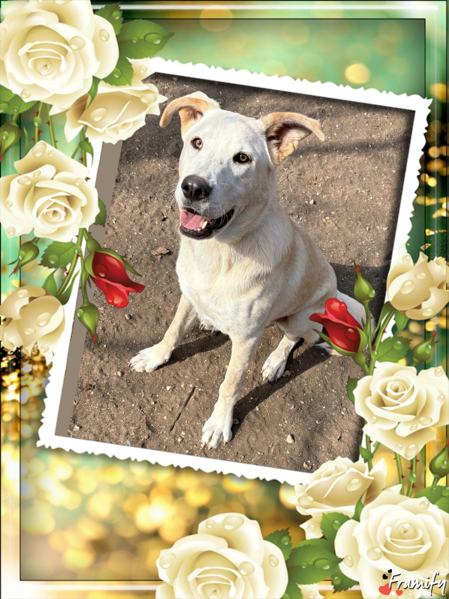 Enlarge Roo, a Adoptable mixed breed in San Antonio, TX image 4/4