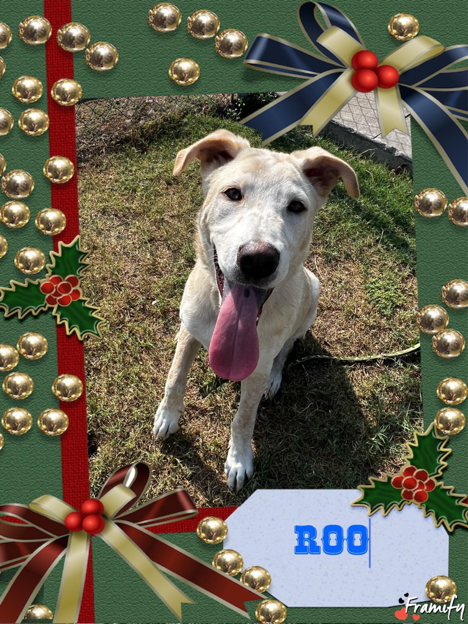 Enlarge Roo, a Adoptable mixed breed in San Antonio, TX image 3/4