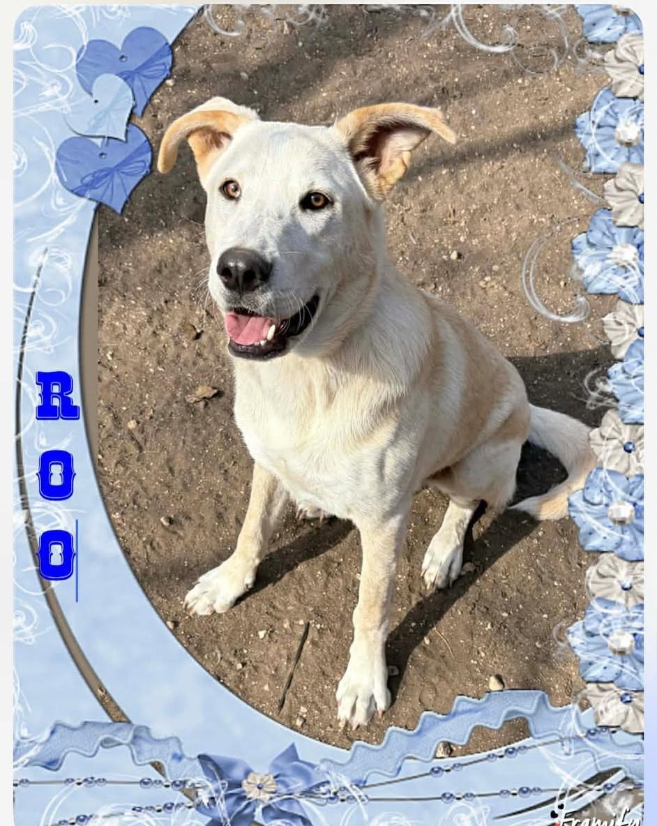 Enlarge Roo, a Adoptable mixed breed in San Antonio, TX image 1/4