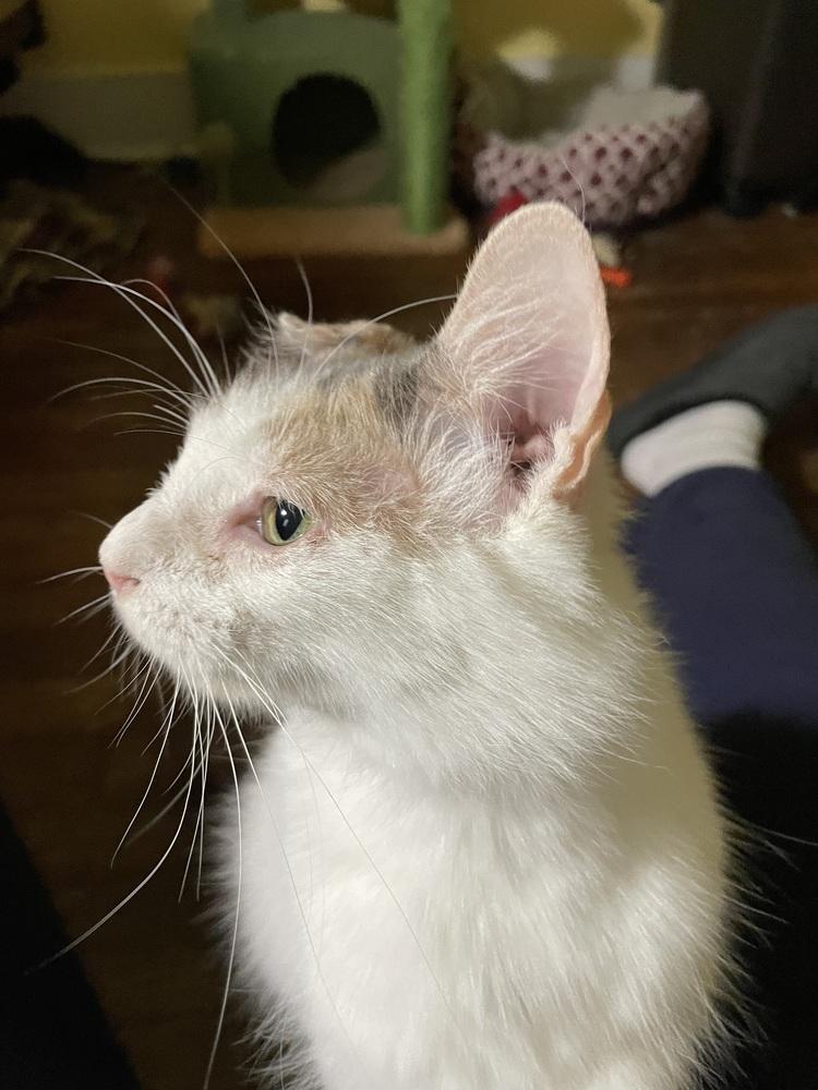 Nala, a Adoptable Domestic Medium Hair in Jefferson Hills, PA image 1/3