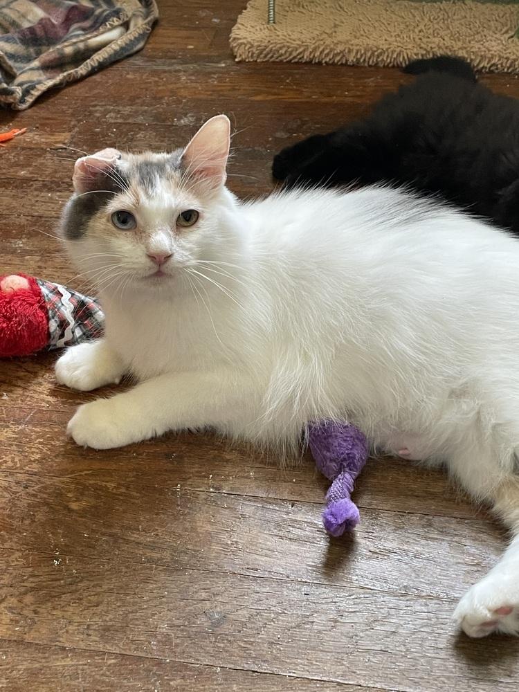 Nala, a Adoptable Domestic Medium Hair in Jefferson Hills, PA image 2/3