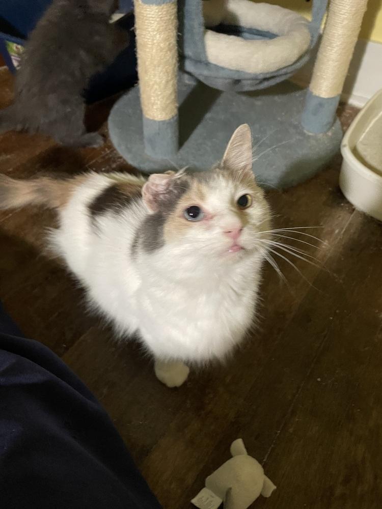 Nala, a Adoptable Domestic Medium Hair in Jefferson Hills, PA image 3/3