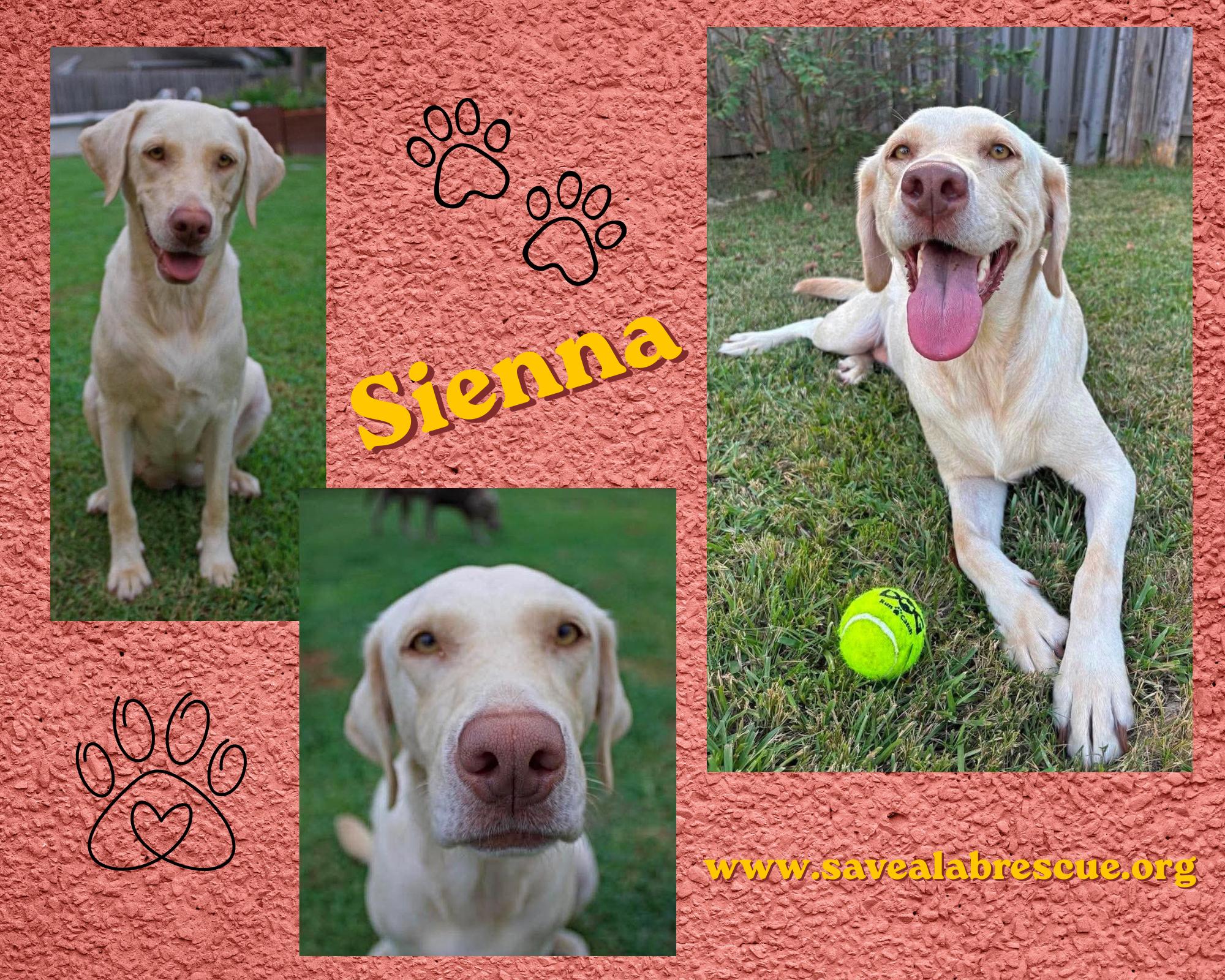 Sienna, ADOPTABLE, Young Female Labrador Retriever & Yellow Labrador Retriever.