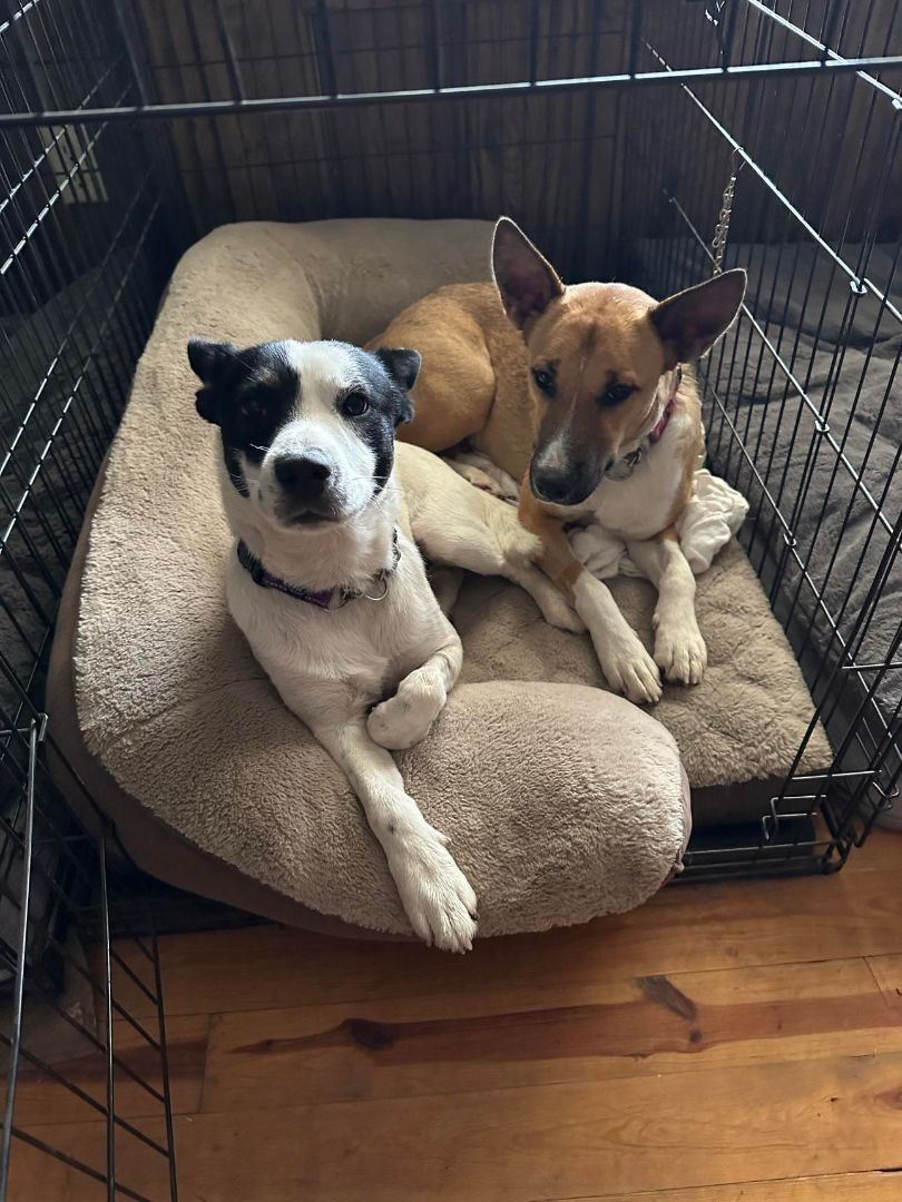 JD - 30 pounds of bed hog and buddy, Adopted, Young Male Australian Cattle Dog / Blue Heeler & Mixed Breed.