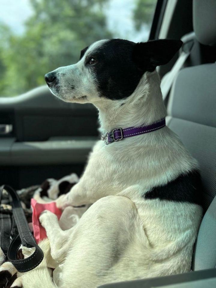 Enlarge JD - 30 pounds of bed hog and buddy, a Adopted mixed breed in Brattleboro, VT image 5/7
