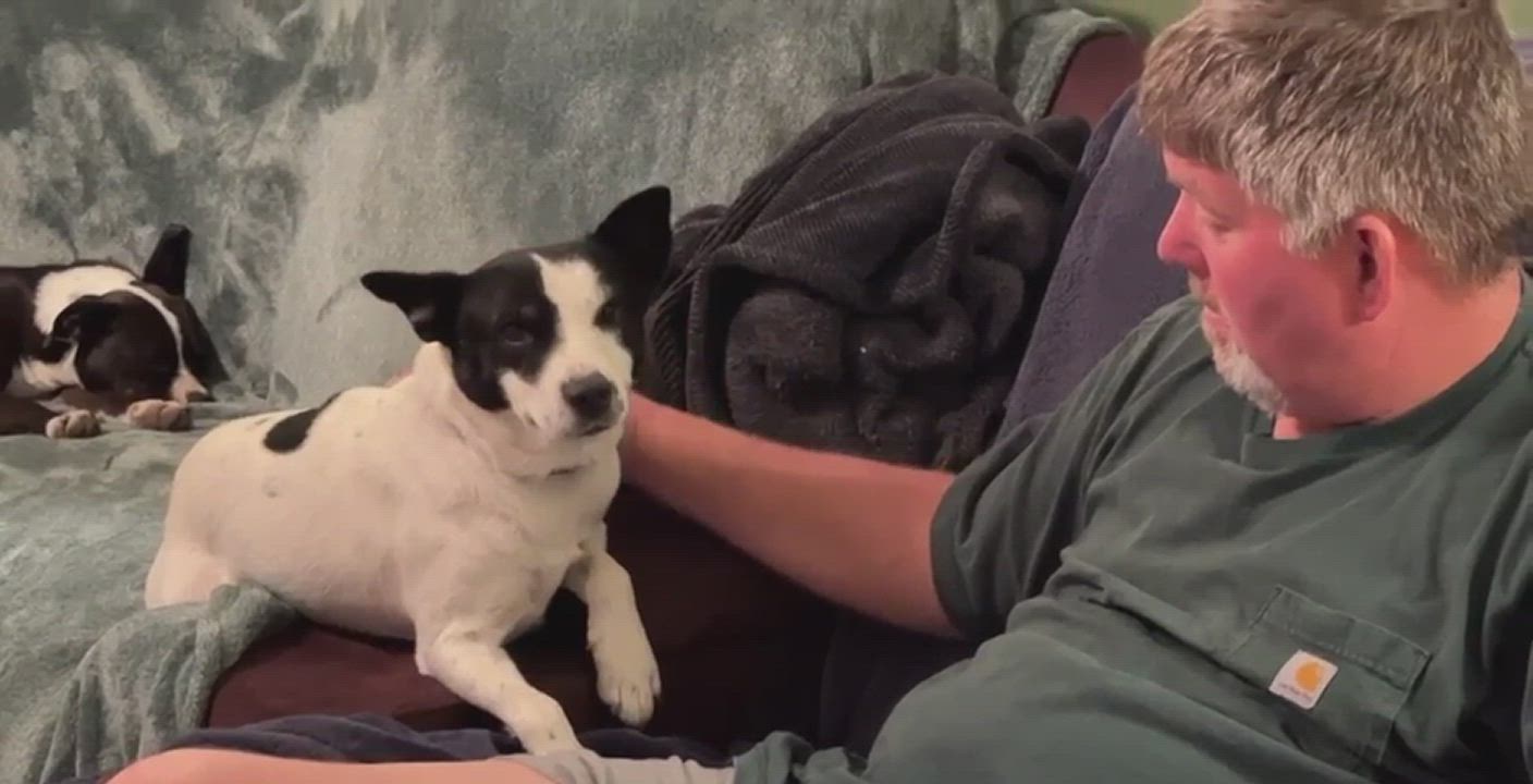 Enlarge JD - 30 pounds of bed hog and buddy, a Adopted mixed breed in Brattleboro, VT video 7/7