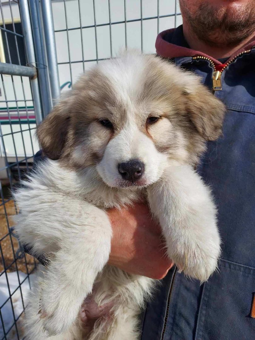 Enlarge Duncan, a Adoptable Great Pyrenees in GUERNSEY, WY image 1/3