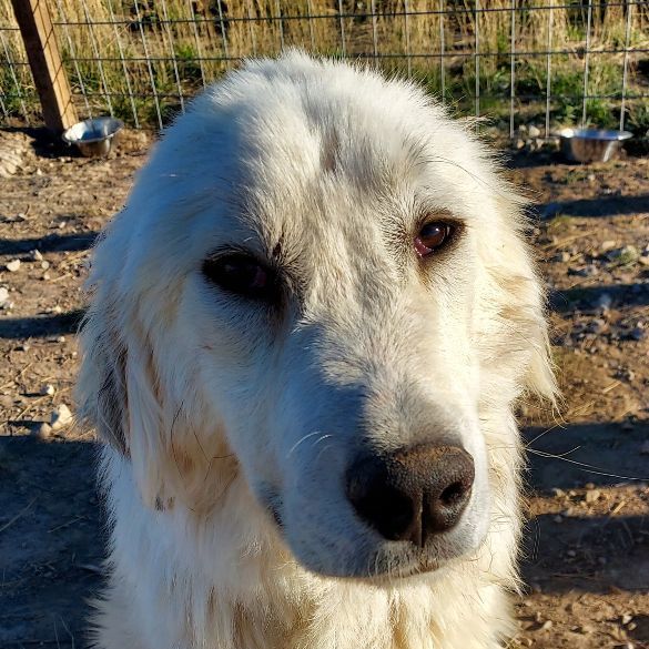 Enlarge Duncan, a Adoptable Great Pyrenees in GUERNSEY, WY image 2/3