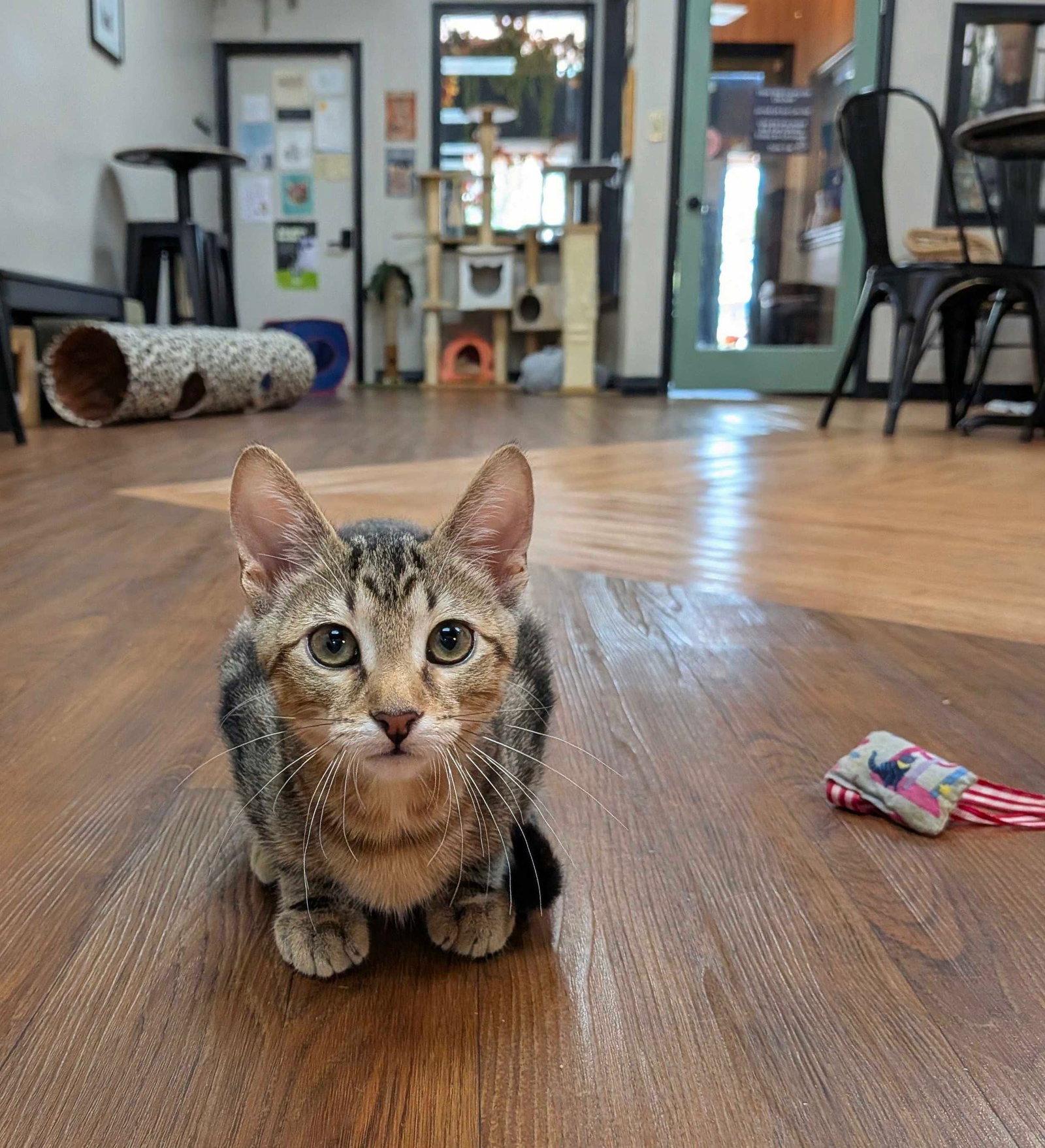 Enlarge Saturn, a Adoptable Domestic Short Hair in Lake Saint Louis, MO image 1/1
