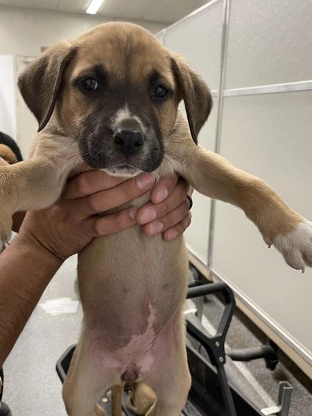 Enlarge Rhea, a Adoptable mixed breed in Victorville, CA image 1/1