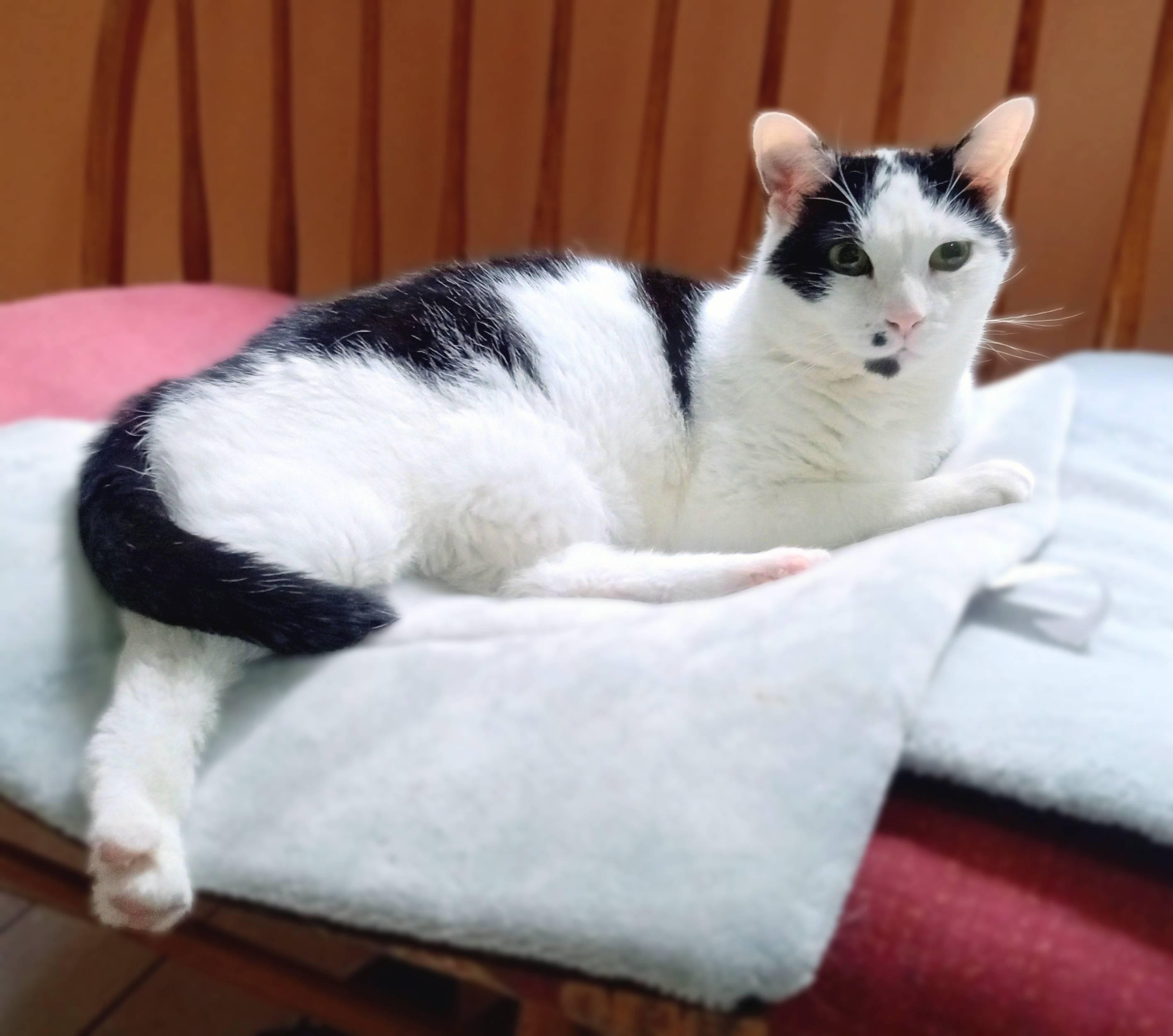 Enlarge Dee Dee, a Adoptable Domestic Short Hair in Lemoyne, PA image 4/6