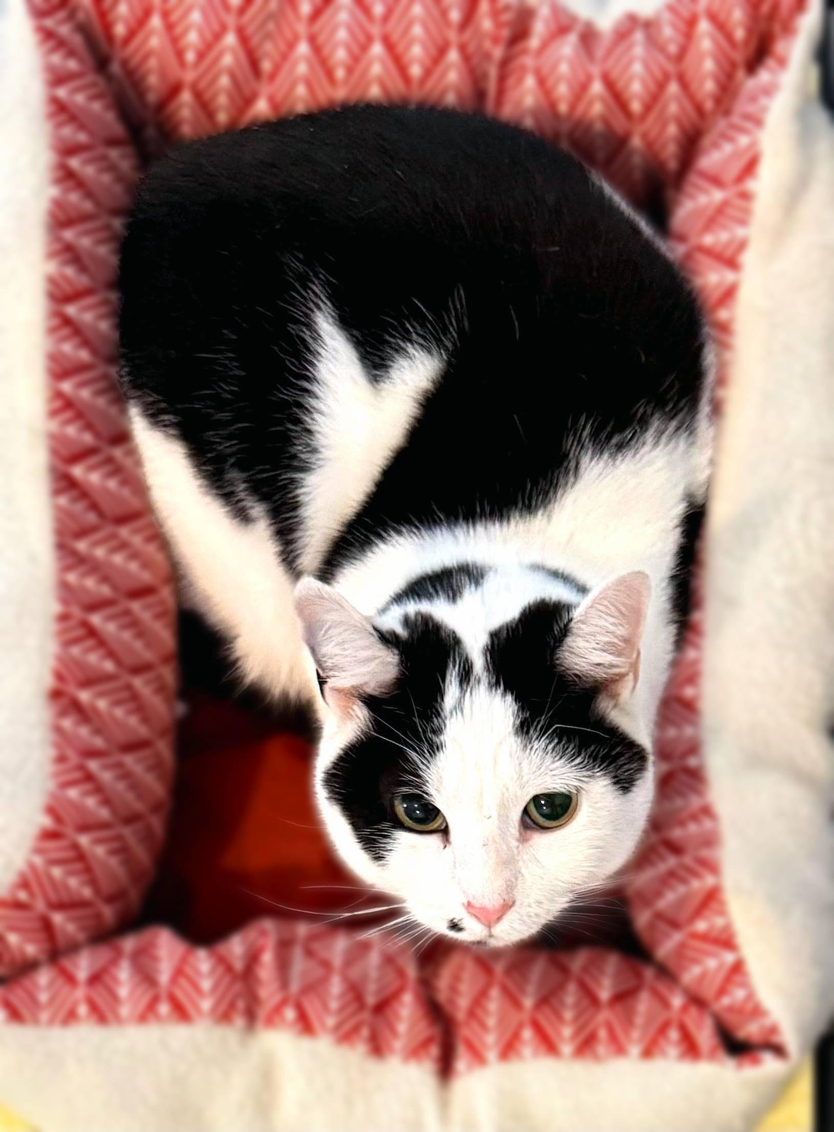 Enlarge Dee Dee, a Adoptable Domestic Short Hair in Lemoyne, PA image 5/6