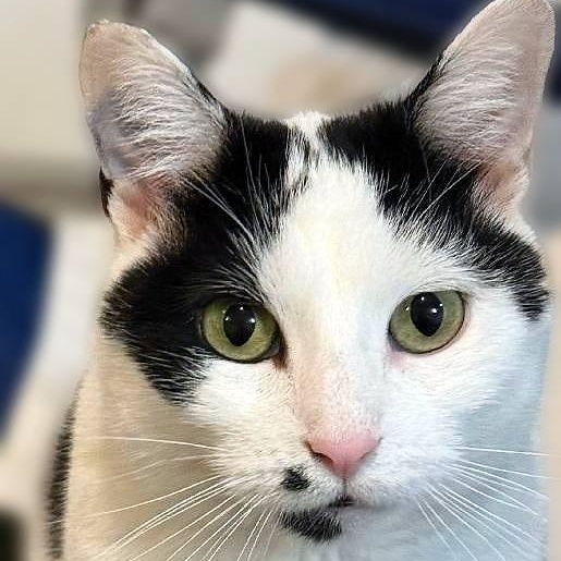 Dee Dee, Adoptable, Young Female Domestic Short Hair.