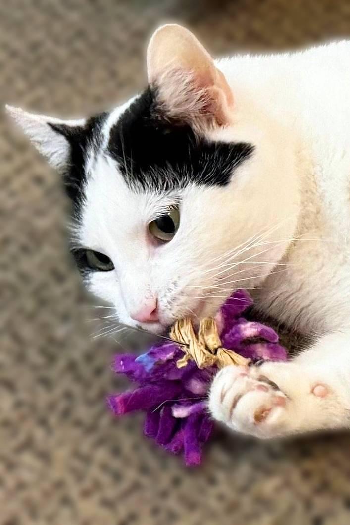 Enlarge Dee Dee, a Adoptable Domestic Short Hair in Lemoyne, PA image 2/6