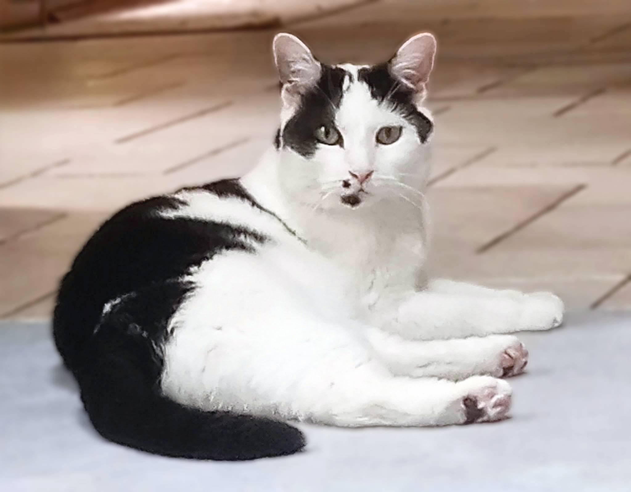 Enlarge Dee Dee, a Adoptable Domestic Short Hair in Lemoyne, PA image 6/6