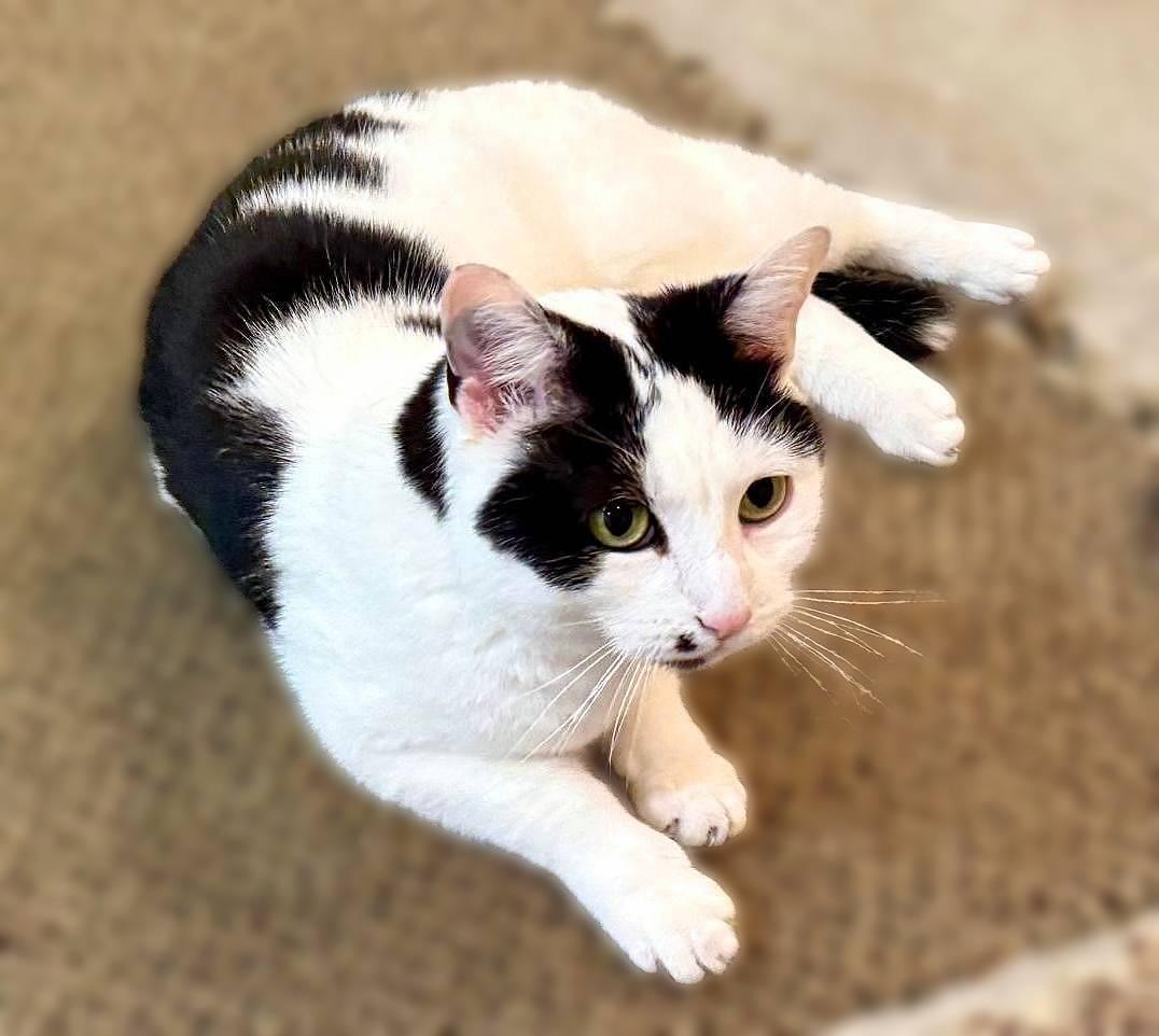 Enlarge Dee Dee, a Adoptable Domestic Short Hair in Lemoyne, PA image 3/6