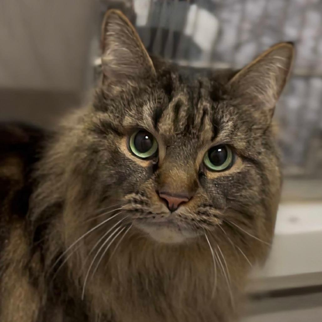 Gizmo, Adoptable, Senior Male Domestic Long Hair.