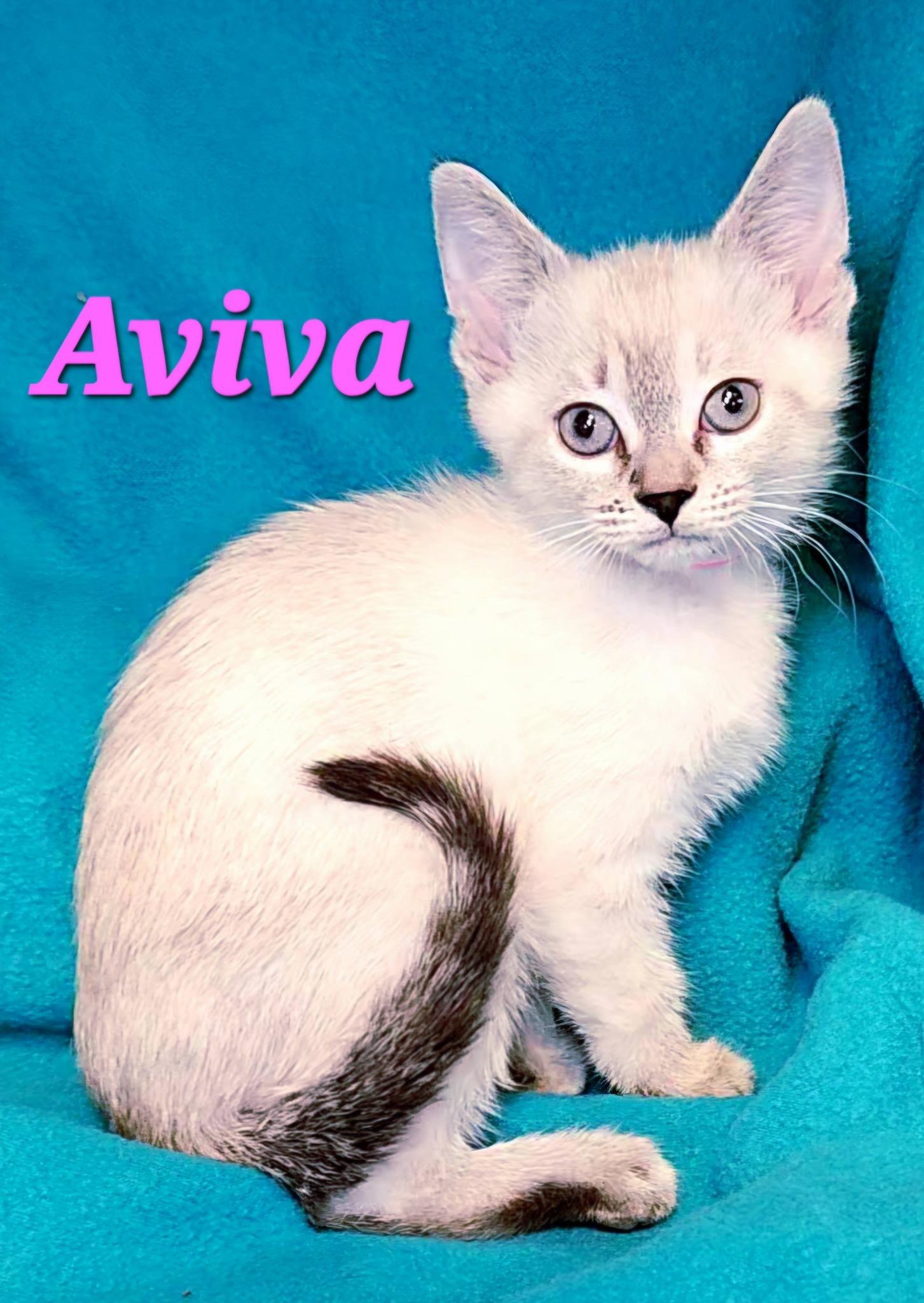 Enlarge Aviva, an adopted Siamese in Macon, GA image 2/2