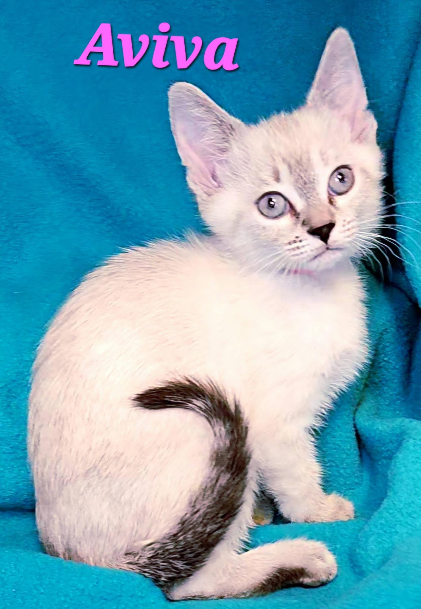 Aviva, adopted, Kitten Female Siamese.