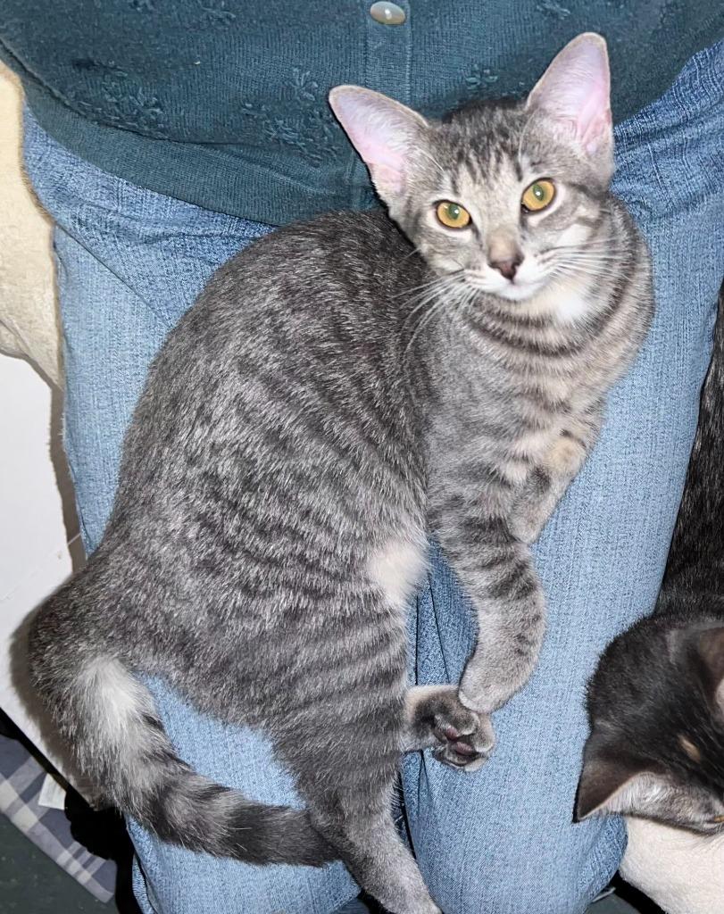 Lily, Adoptable, Kitten Female Domestic Short Hair.