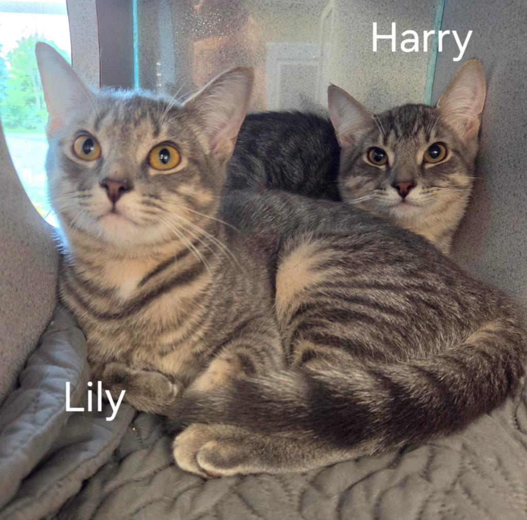 Enlarge Lily, a Adoptable mixed breed in Liverpool, NY image 2/3