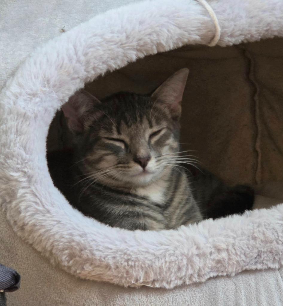 Enlarge Lily, a Adoptable mixed breed in Liverpool, NY image 3/3